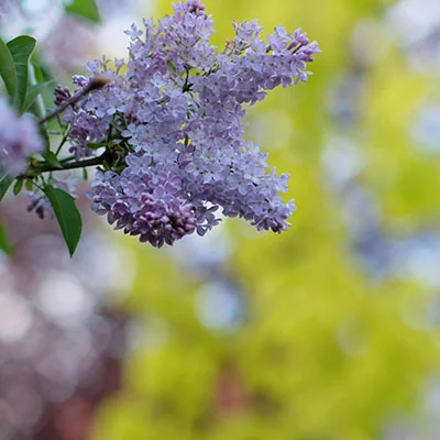 V2rayX节点 | 12月31日19.6M/S|免费SSR节点/V2ray节点/Shadowrocket节点/Singbox节点/Clash节点订阅节点分享